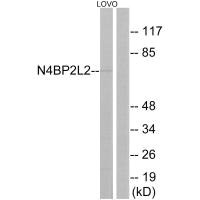 N4BP2L2 antibody
