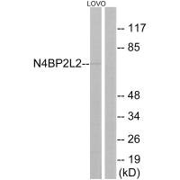 N4BP2L2 Antibody