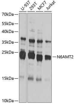 N6AMT2 antibody