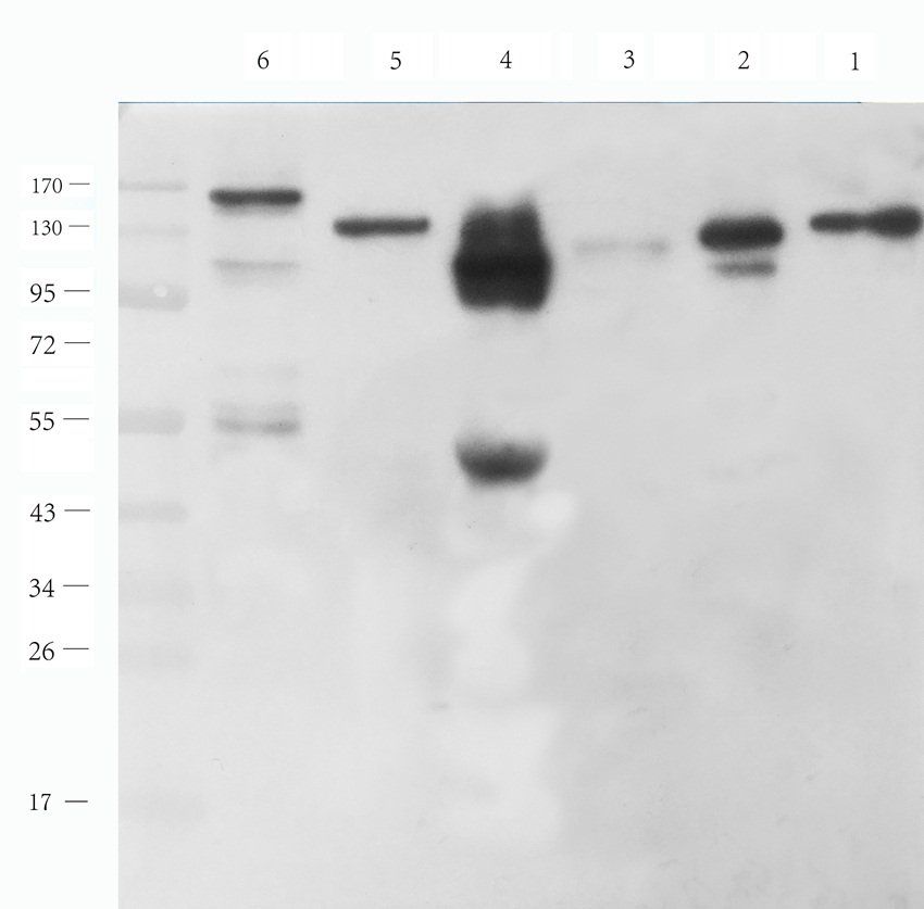 N Cadherin antibody