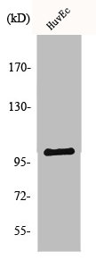 NAA15 antibody