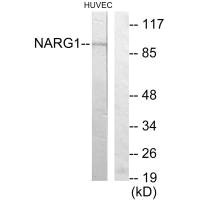 NAA15 antibody