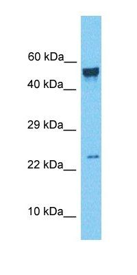 NAA38 antibody
