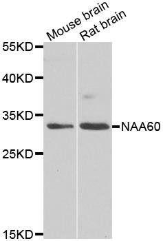 NAA60 antibody
