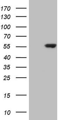 NAB1 antibody