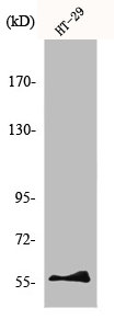 NAB2 antibody