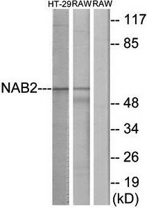 NAB2 antibody