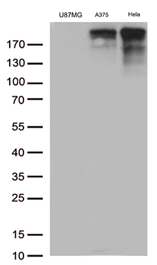 NABP1 Antibody
