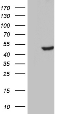 NABP1 Antibody