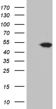 NABP1 Antibody
