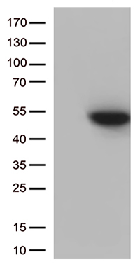 NABP1 Antibody