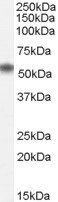 Goat anti-NAC1 / BTBD14B Antibody