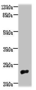 NACA2 Antibody
