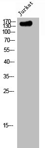 NACAD antibody