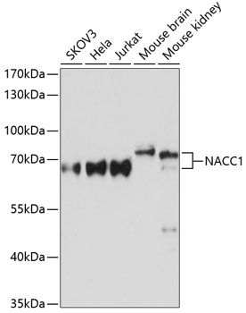 NACC1 antibody