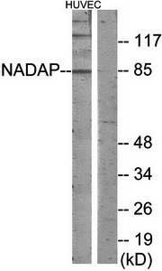NADAP antibody