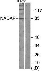 NADAP Antibody