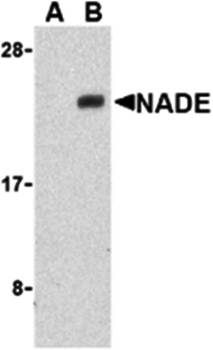 NADE Antibody