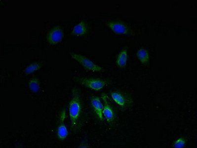 NDUFA1 Antibody