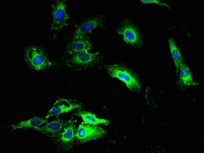 NDUFA3 Antibody