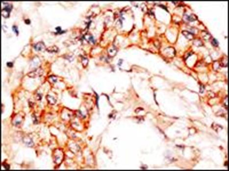 NAE1 (APPBP1) Antibody (C-term)