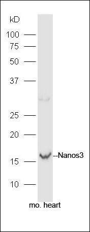 NaeNOS antibody