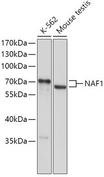 NAF1 antibody