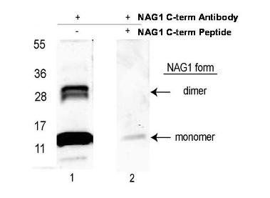 NAG-1 antibody (Biotin)