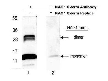 NAG-1 antibody (Peroxidase)