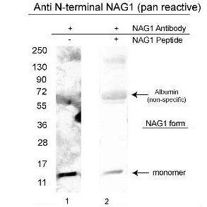 NAG-1 antibody