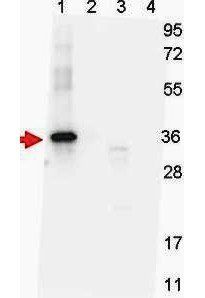 NAG-1 H Variant antibody