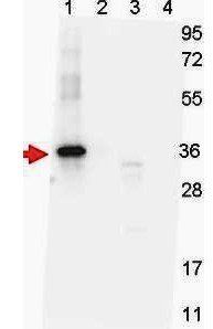 NAG-1 H Variant antibody
