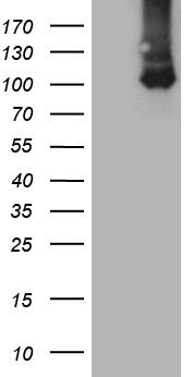 NAGA Antibody
