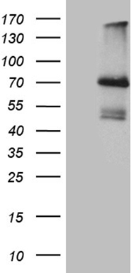 NAGA Antibody