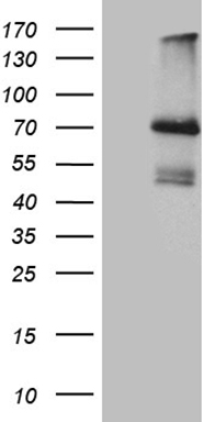 NAGA antibody