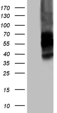 NAGA antibody