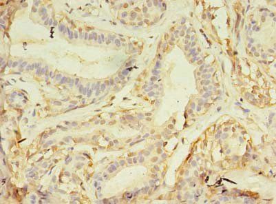 NAIF1 Antibody