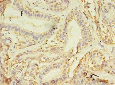 NAIF1 antibody