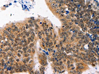 NAIF1 Antibody