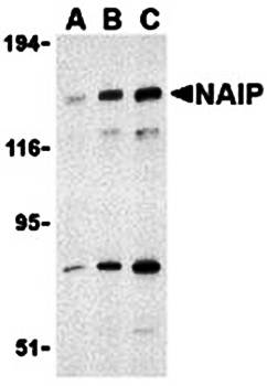 NAIP Antibody