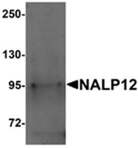 NALP12 Antibody