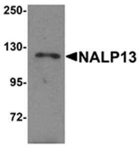 NALP13 Antibody