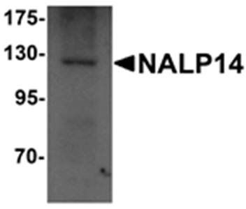 NALP14 Antibody