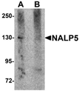 NALP5 Antibody