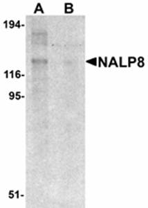 NALP8 Antibody