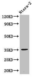 NANOG antibody