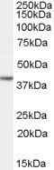 Goat anti-NANOG Antibody