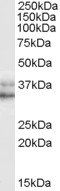 Goat anti-NANOG (C Terminus) Antibody