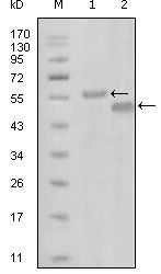 NANOG Antibody