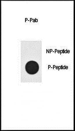 Nanog (phospho-Ser71) antibody